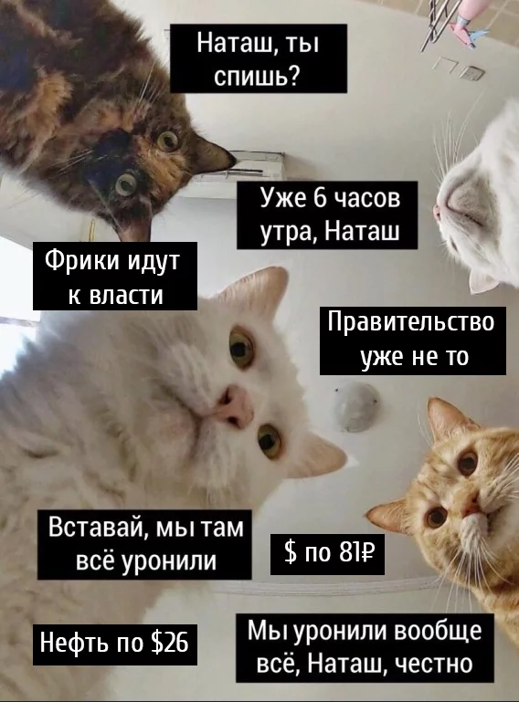 Reply to the post “Trash, insanity and sodomy in the profiles of future officials” - Leaders of Russia, Критика, Images, Politics, Memes, cat, Reply to post