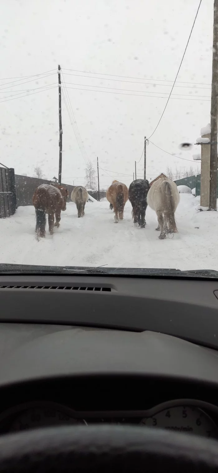 Small traffic jam - My, Yakutsk, Yakut horse, Road, Longpost