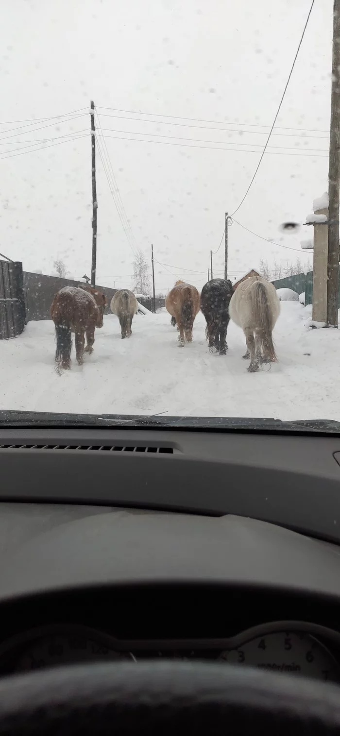 Небольшая пробка на дороге - Моё, Якутск, Якутская лошадь, Дорога, Длиннопост