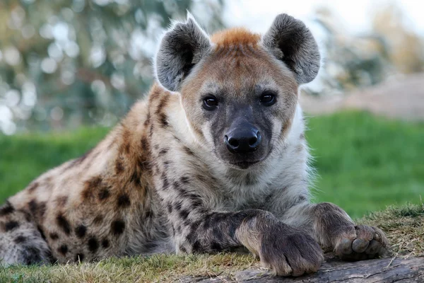 Disney spotted hyena images - The lion king, Hyena, Spotted Hyena, Walt disney company, Informative, Video, Longpost, Animals