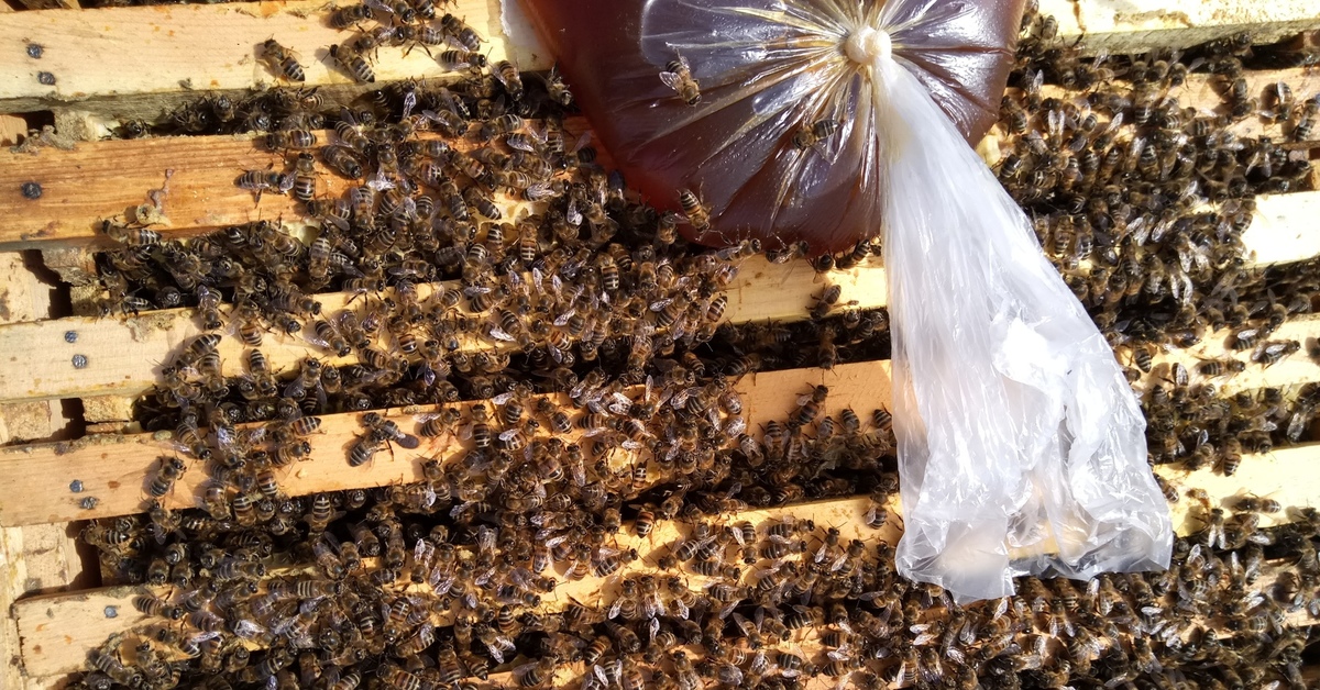 Подкормка пчел ранней весной. Корм для пчел. Пчеловодство. Весенняя подкормка пчел. Весенний облет пчел.