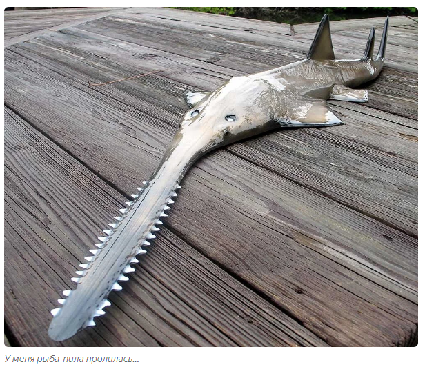 Sawfish: Shreds sea creatures in the best traditions of bloody slashers - A fish, Animal book, Yandex Zen, Longpost, Stingray, FISH SAW, Animals