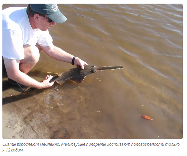 Sawfish: Shreds sea creatures in the best traditions of bloody slashers - A fish, Animal book, Yandex Zen, Longpost, Stingray, FISH SAW, Animals