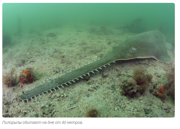 Sawfish: Shreds sea creatures in the best traditions of bloody slashers - A fish, Animal book, Yandex Zen, Longpost, Stingray, FISH SAW, Animals