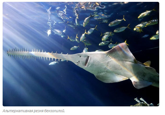 Sawfish: Shreds sea creatures in the best traditions of bloody slashers - A fish, Animal book, Yandex Zen, Longpost, Stingray, FISH SAW, Animals