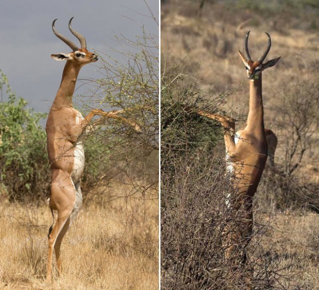 Standing gazelles or antelopes) - Animals, Gazelle, Longpost, Giraffe Gazelle