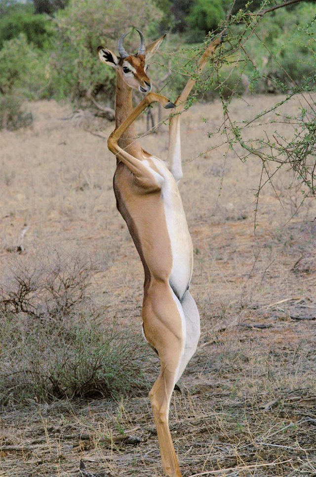 Standing gazelles or antelopes) - Animals, Gazelle, Longpost, Giraffe Gazelle