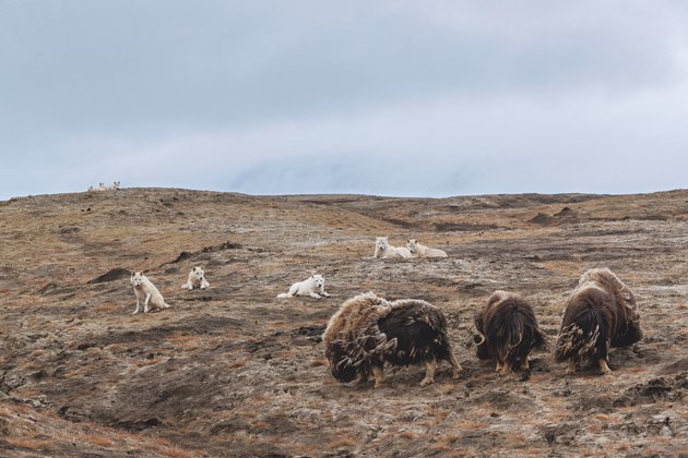 Polar wolves: extreme adventurers of the Arctic - Polar Wolves, The national geographic, Animals, Longpost