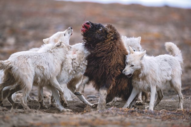 Polar wolves: extreme adventurers of the Arctic - Polar Wolves, The national geographic, Animals, Longpost