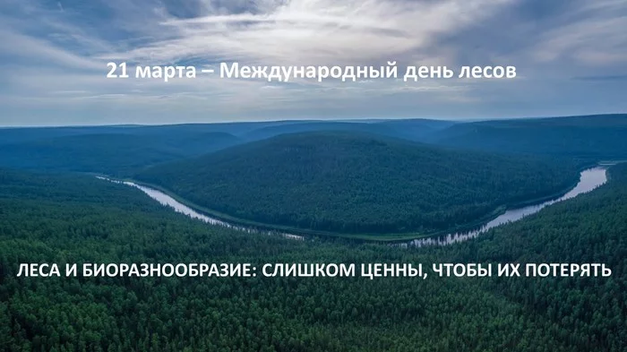 Международный день лесов - Моё, Лес, Пожар, Россия, Владимир Путин, Авиация, Russia today