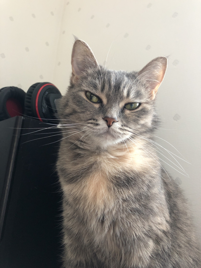 �����������, ������