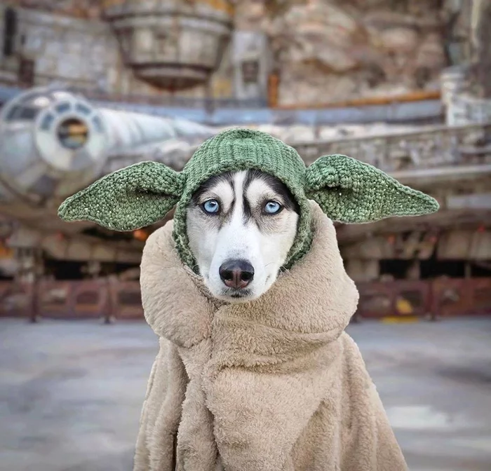 Yoda. Reincarnation - Dog, Husky, Yoda, Reincarnation