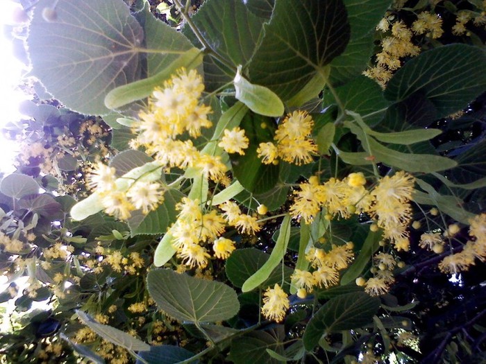 ������ �����