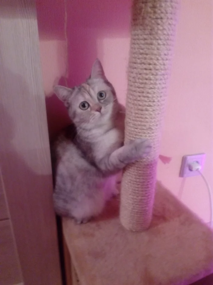 Cat pylon - My, Pole dance, cat, Milota, Catomafia