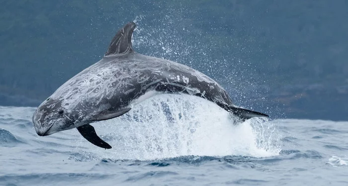 Gray dolphin - My, Dolphin, Mammals, The photo, Interesting, Unusual, Video, Longpost