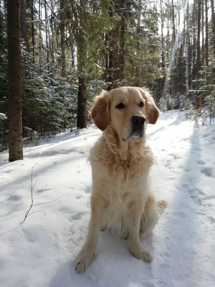 Last snow - My, Golden retriever, Dog, Snow, Video, Longpost