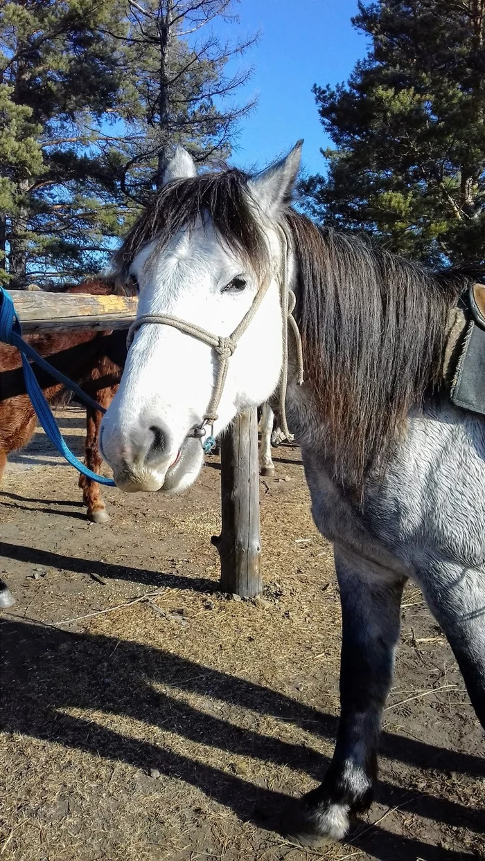 Horseback riding - My, Horses, The nature of Russia, Chita, Longpost