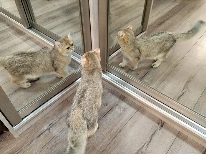 Enemy in reflection - My, cat, Catomafia, Reflection, GIF