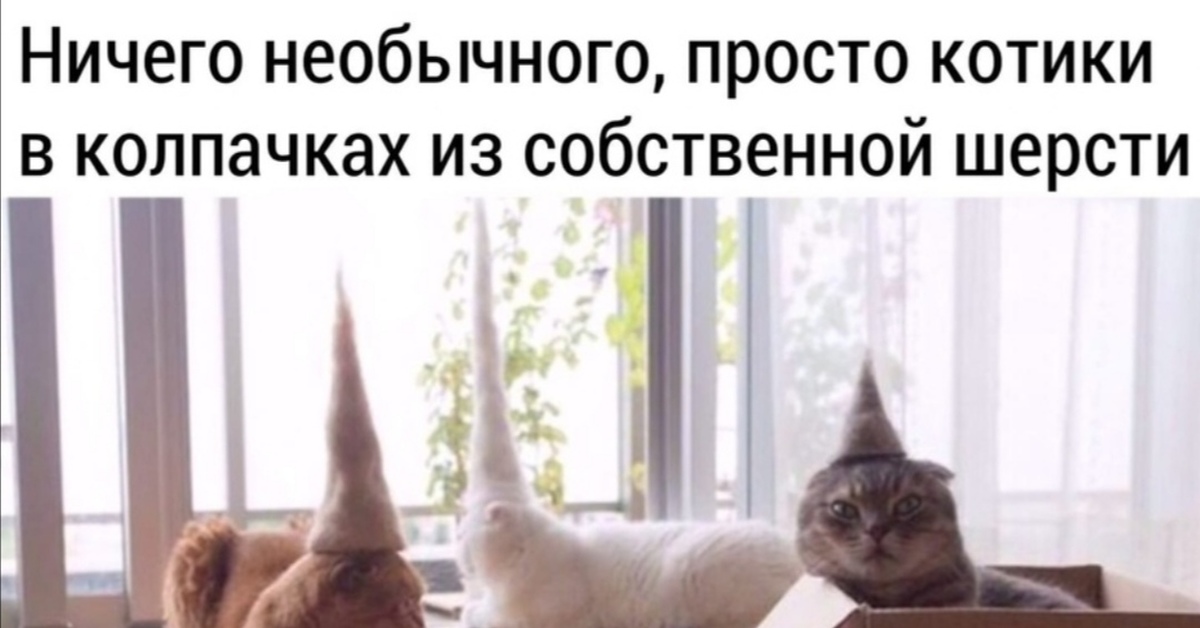 Ку-Кусь-Клан | Пикабу