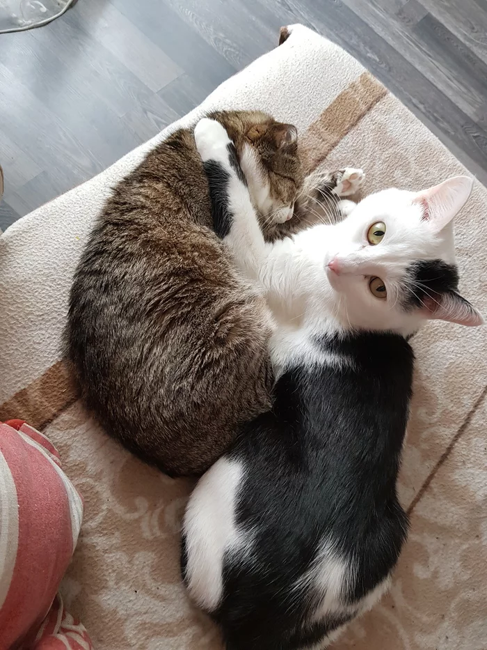 Mother and son - My, Milota, cat house, cat