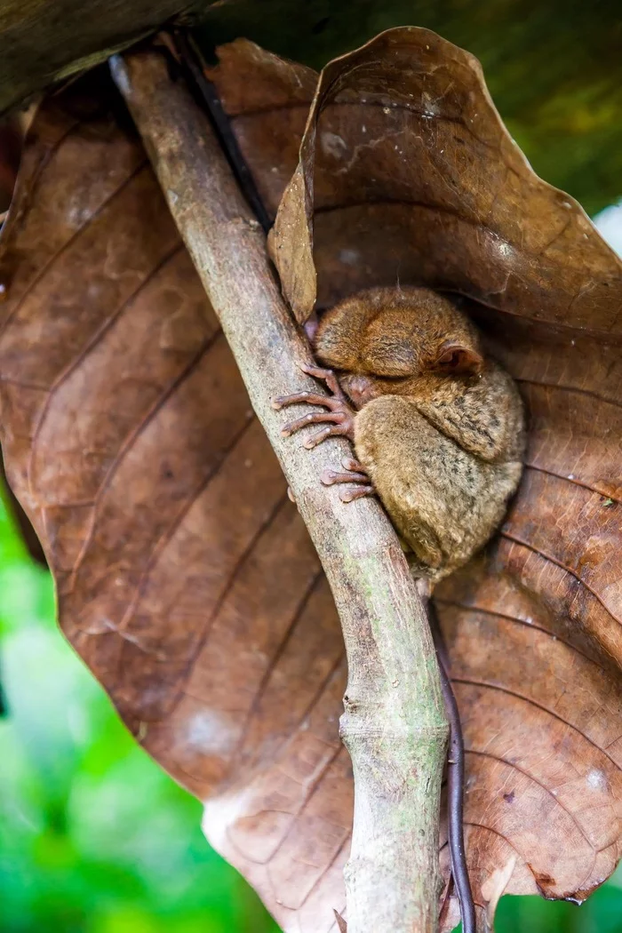 Philippine tarsier - Tarsier, Milota