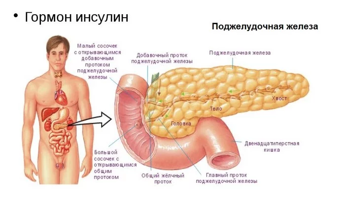 Для того чтобы усваивать глюкозу, клеткам не требуется инсулин ч.1 - Питание, Диета, Метаболизм, Инсулин, Сахар, Жир, Углеводы