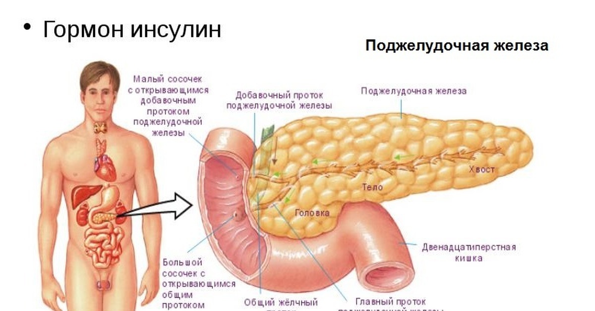 Строение поджелудочной железы анатомия. Тонкая кишка и поджелудочная железа. Диффузная печень и желчный пузырь