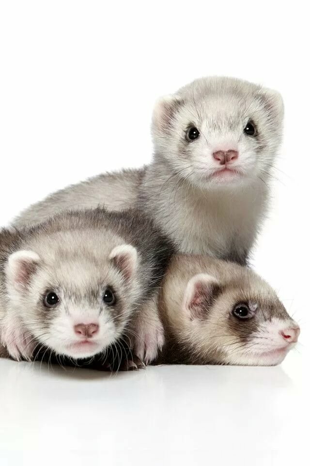 A pack of ferrets - Ferret, Milota, Longpost