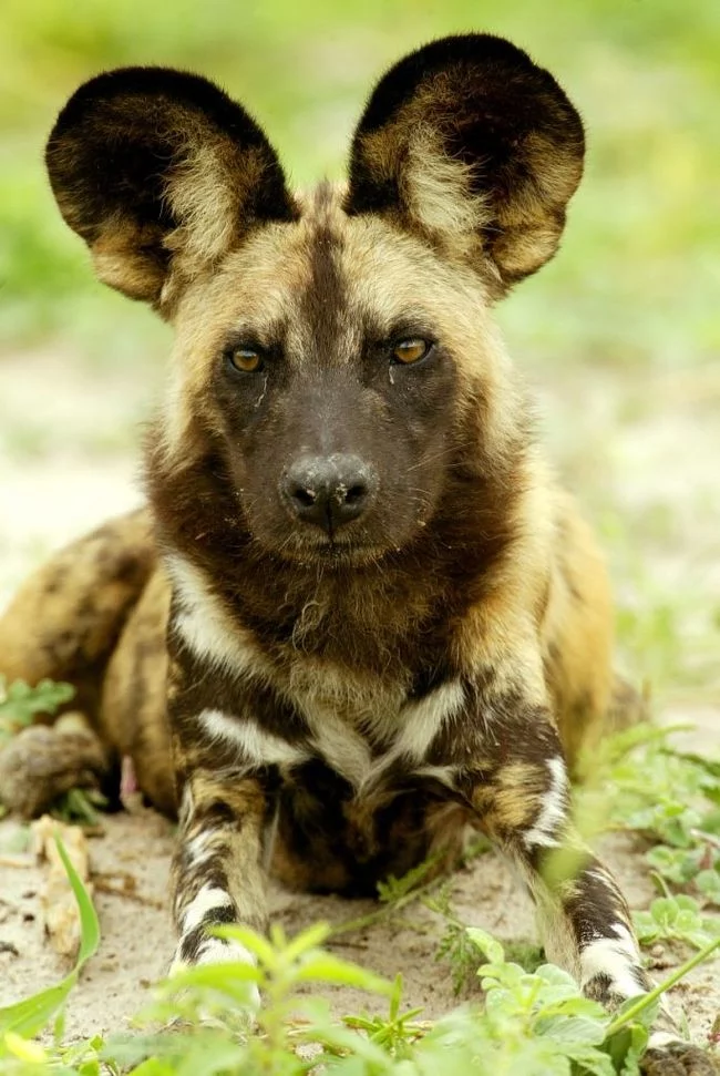 Ears as decoration - Hyena dog, Hyena, Ears, Big ears, Milota, Longpost