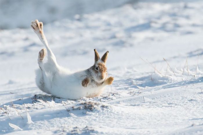 Hoba from a hare - Hare, Hoba, Snow, Winter, Wild animals