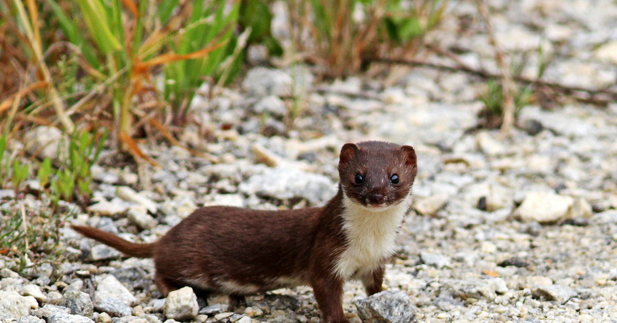 Горностаи живут. Ласка (Mustela nivalis). Ласка (Mustela nivalis) 2023. Фретка Куньи. Weasel Mustela nivalis.