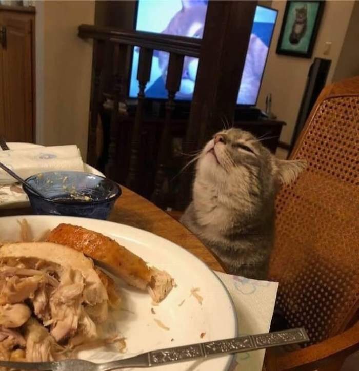 When you only ordered a salad at a cafe, but your boyfriend’s plate smells so delicious - cat, Pets, Food