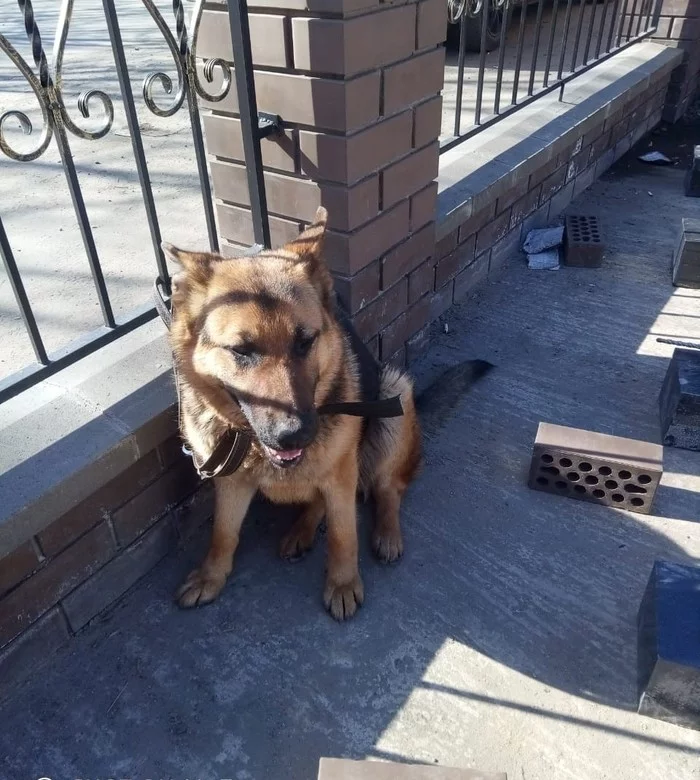 Lost - Dog, German Shepherd, Master, Lost, Longpost, No rating, Balashikha