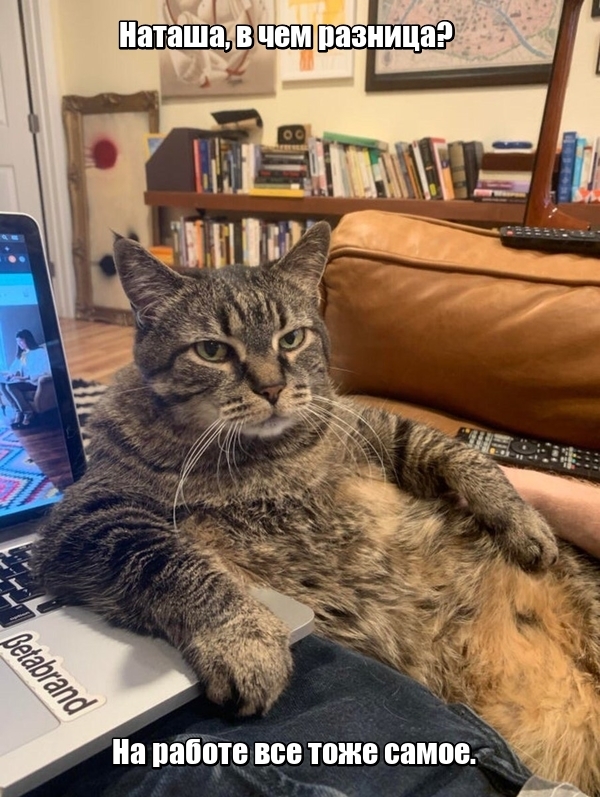 Reply to the post “If you were hoping that you would be less controlled at home, then no” - cat, Catomafia, Picture with text, Remote work, Coronavirus, Slippers, Reply to post