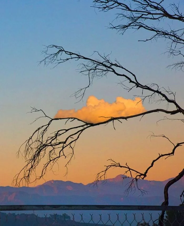 Cloud resting on a branch - Clouds, Tree, The photo