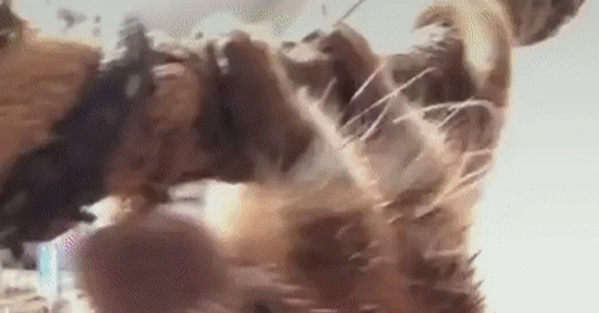 Once again you are a porcupine! - Porcupine, Needle, Protection, Girls, Breast, GIF