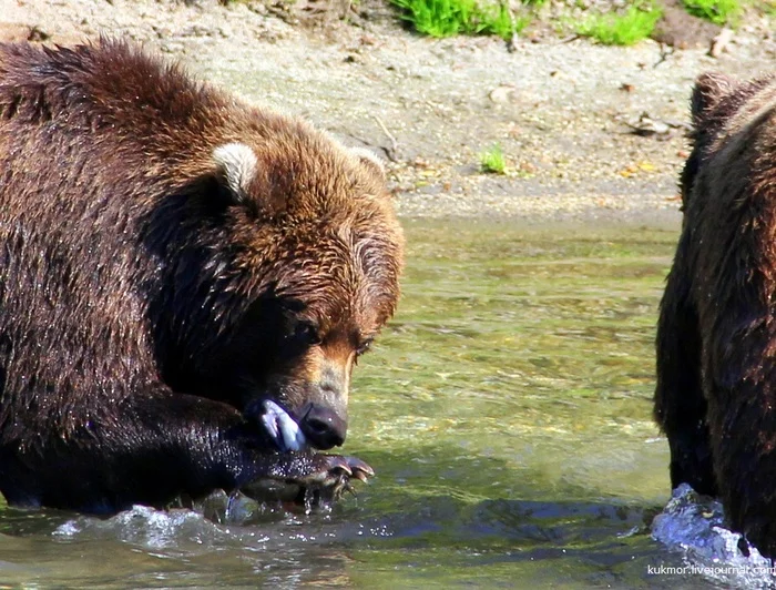 Kamchatka bears feast on red sockeye fish - My, Kamchatka, The Bears, Kuril lake, The photo, Nature, Fishing, A fish, Longpost