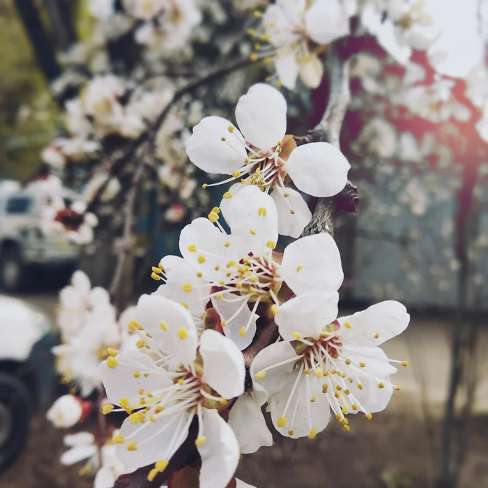 And spring came to our street - My, Spring, Apricot, Flowers, The photo