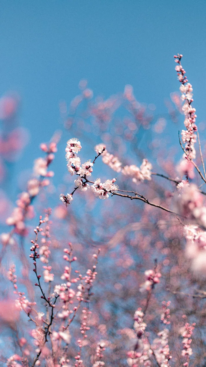 Blooming apricot - My, Spring, The photo, Apricot, Canon