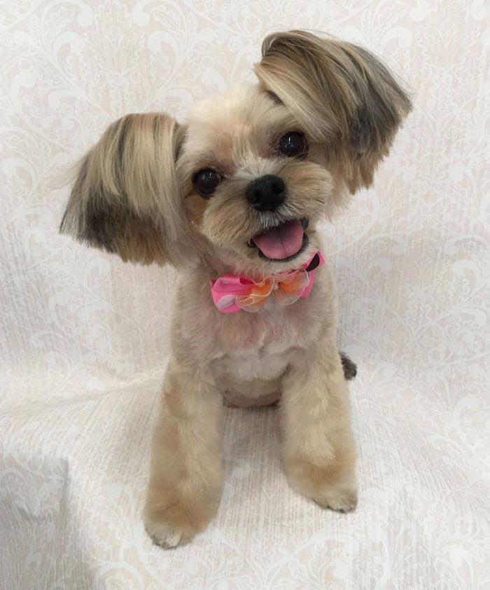 Japanese groomer gives dogs such adorable haircuts you won't be able to stop smiling. - Dog, Стрижка, Milota, Longpost