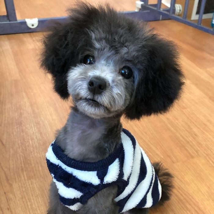 Japanese groomer gives dogs such adorable haircuts you won't be able to stop smiling. - Dog, Стрижка, Milota, Longpost