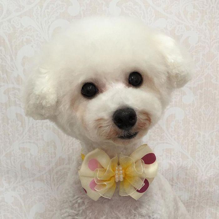 Japanese groomer gives dogs such adorable haircuts you won't be able to stop smiling. - Dog, Стрижка, Milota, Longpost