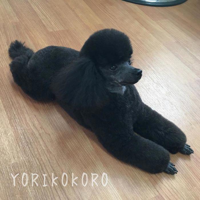 Japanese groomer gives dogs such adorable haircuts you won't be able to stop smiling. - Dog, Стрижка, Milota, Longpost