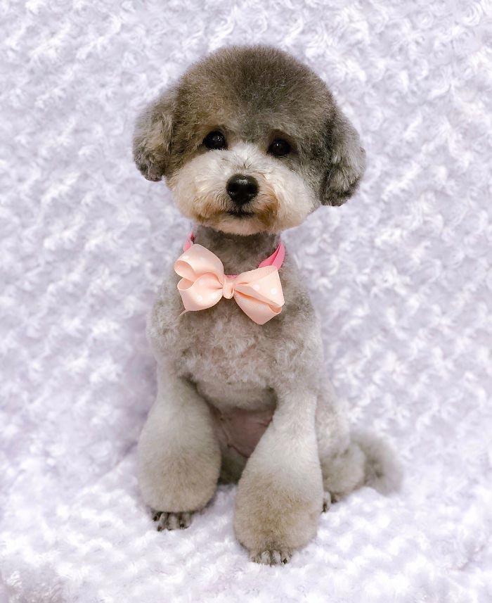 Japanese groomer gives dogs such adorable haircuts you won't be able to stop smiling. - Dog, Стрижка, Milota, Longpost