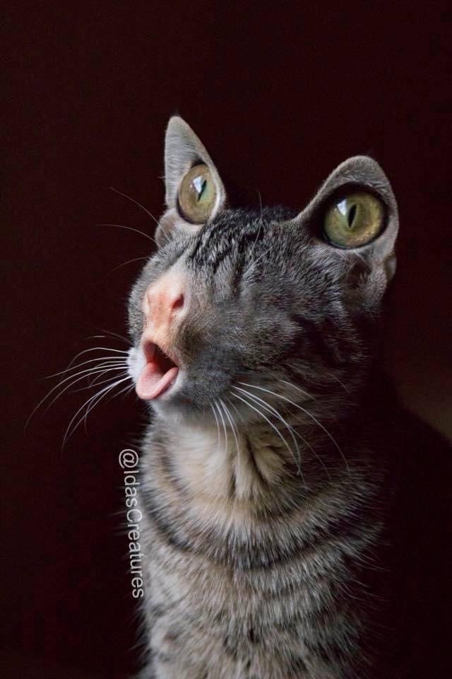 Только не бери у него виноград