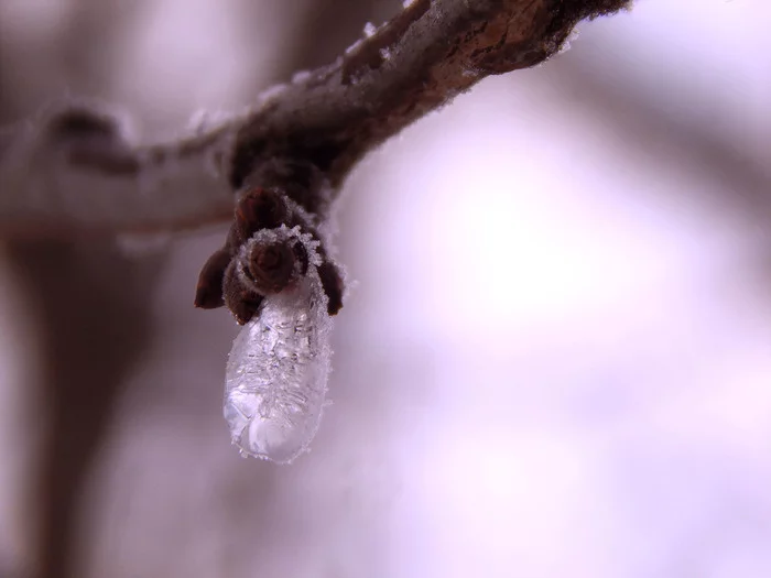 drop of ice - My, Water drop, Branch, Macro photography