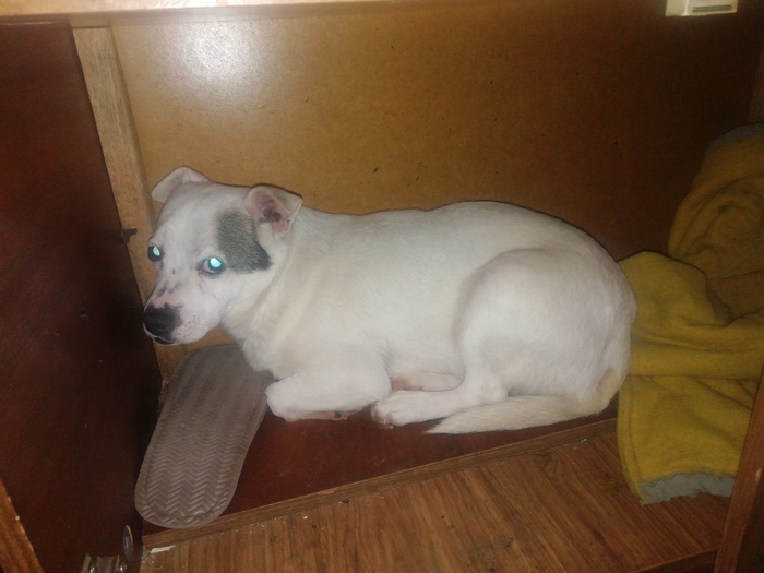 Было - стало Собака, Победа, Длиннопост