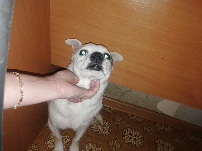 Было - стало Собака, Победа, Длиннопост