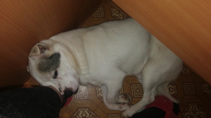 Было - стало Собака, Победа, Длиннопост