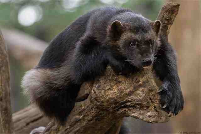 Take a break from these posts about coronavirus and look at this cutie! - wildlife, Wolverines, Animals